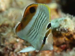 paucifasciatus juvénile
